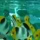 36- Bastien entoure de poissons-papillons a deux selles 